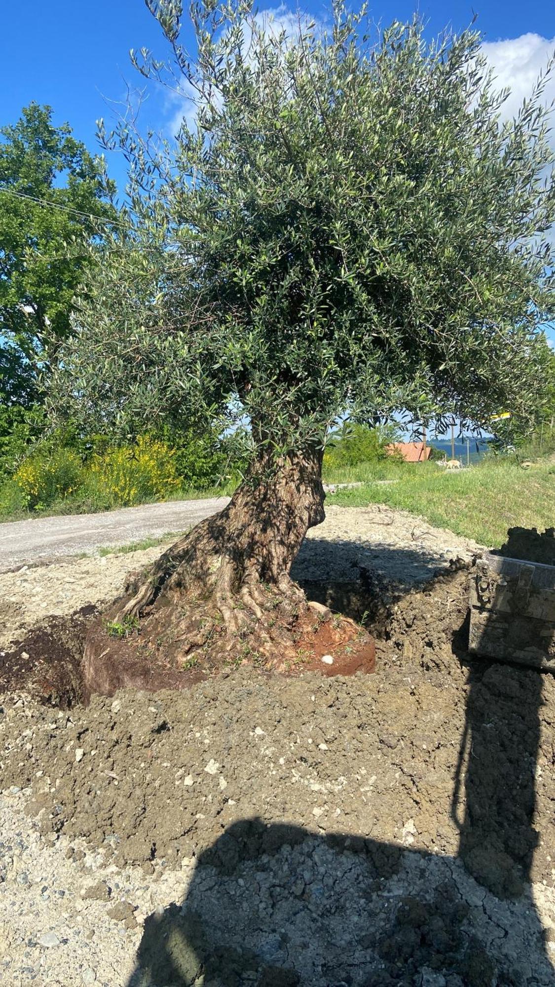 Agriturismo Cergallina Vernasca المظهر الخارجي الصورة